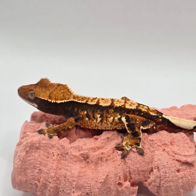 트라이 익스트림할리퀸