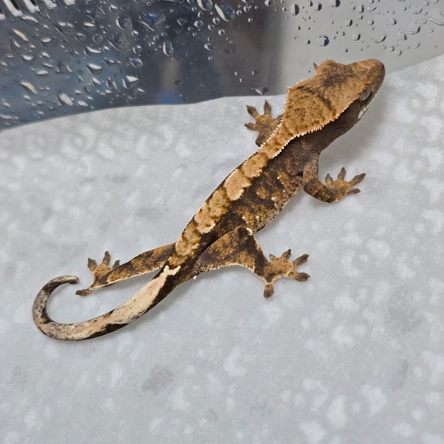 노멀 트라이 익스트림할리퀸