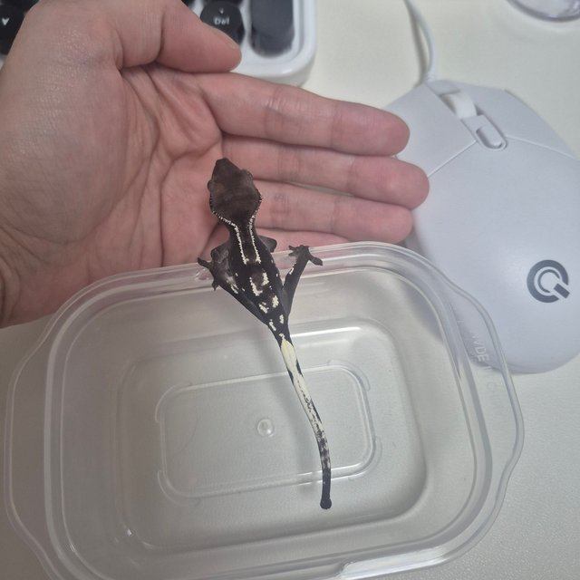 아잔틱 화이트포트홀 화이트핀 블랙