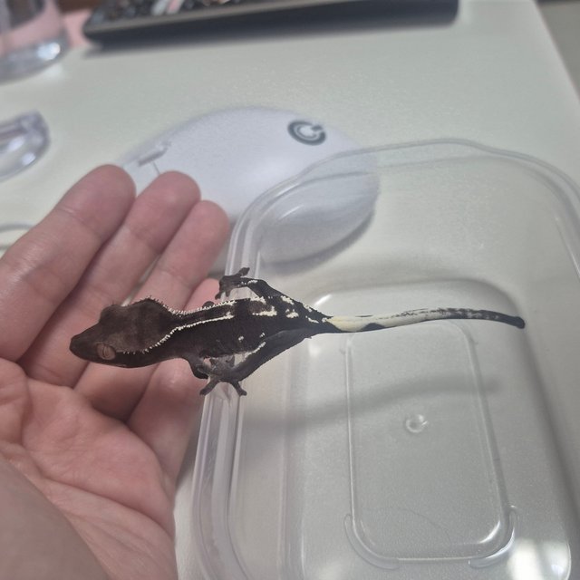 아잔틱 화이트포트홀 화이트핀 블랙