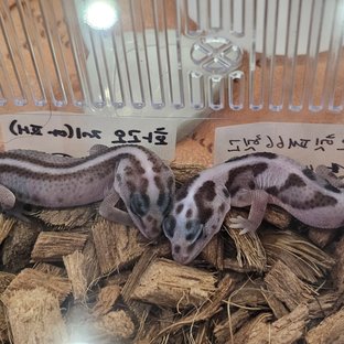 화이트아웃 오레오 패턴리스 헷 고스트