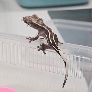 핀스트라이프 아잔틱