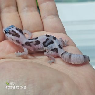 화이트아웃 오레오 헷 패턴리스