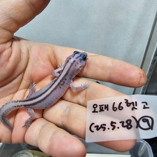 화이트아웃 오레오 패턴리스 헷 고스트