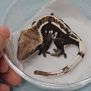 아잔틱 핀스트라이프 화이트스팟 쿼드