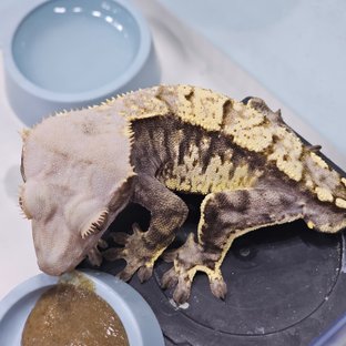 화이트스팟 카푸치노