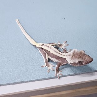 릴잔틱