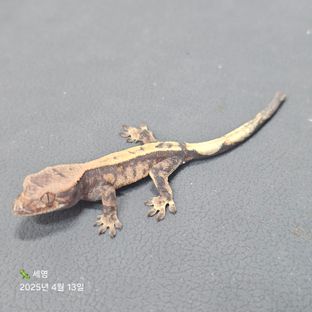 세이블