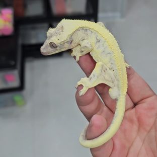 릴리 세이블
