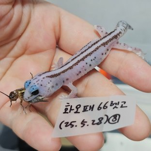 화이트아웃 오레오 패턴리스 헷 고스트