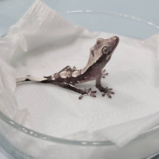 아잔틱