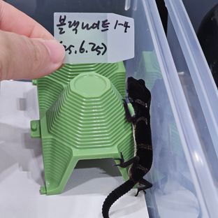 블랙나이트