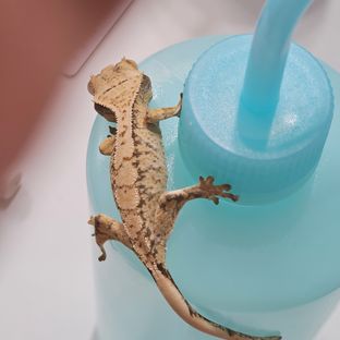 노멀 트라이 익스트림할리퀸