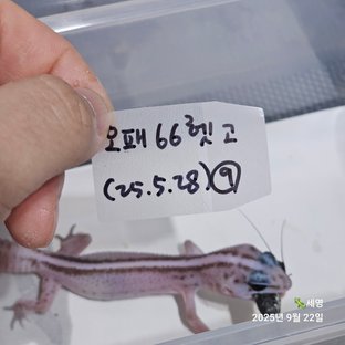화이트아웃 오레오 패턴리스 헷 고스트