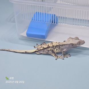 화이트스팟 카푸치노