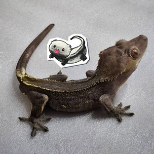 다크