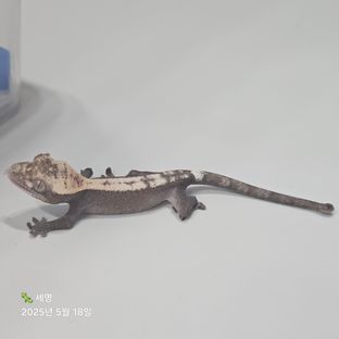 슈퍼 세이블