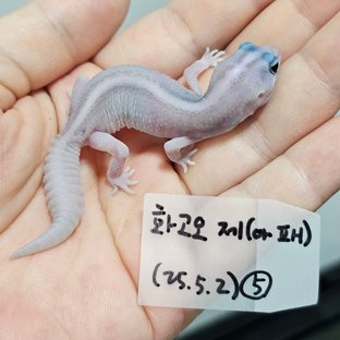 고스트 화이트아웃 오레오 제로 헷 패턴리스