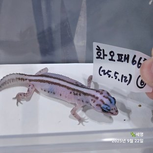 오레오 패턴리스 헷 고스트 화이트아웃