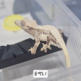 솔리드백 릴리화이트