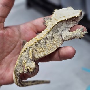 화이트스팟 트라이 노멀