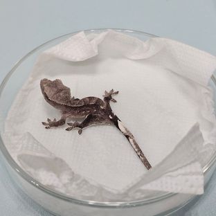 아잔틱