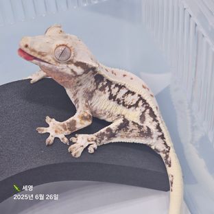 릴리화이트