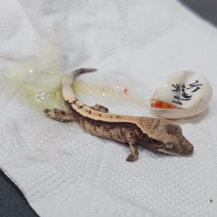 세이블