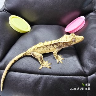 화이트스팟 트라이 노멀