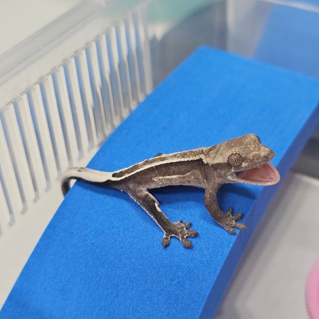 풀핀 아잔틱