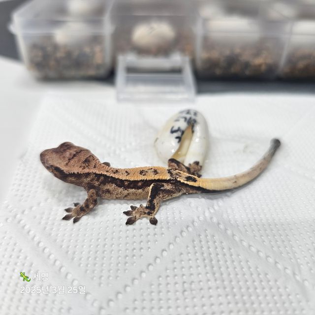 세이블