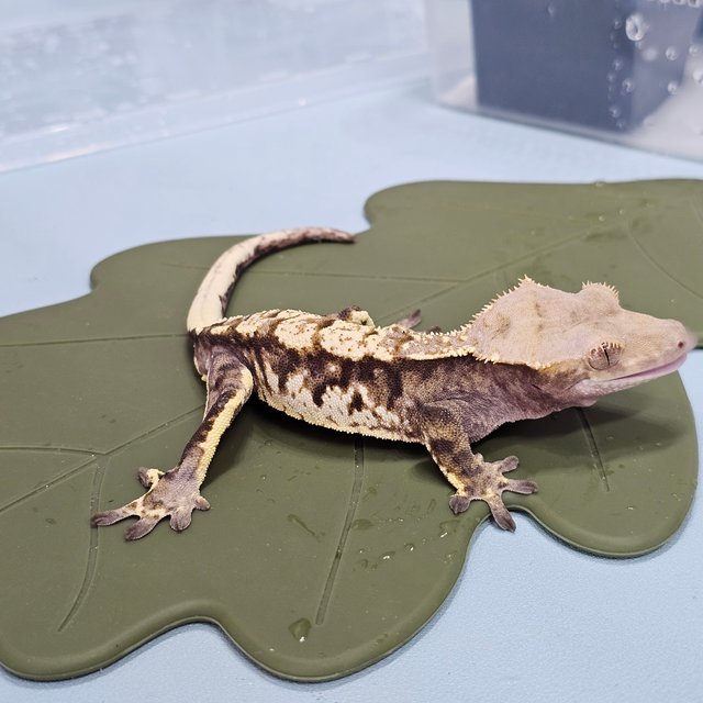 화이트스팟 카푸치노