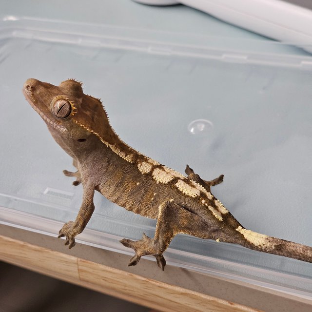 세이블 100%헷아잔틱