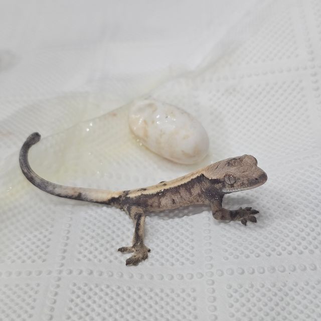 세이블