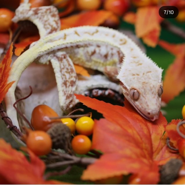 레드 화이트스팟 릴리화이트