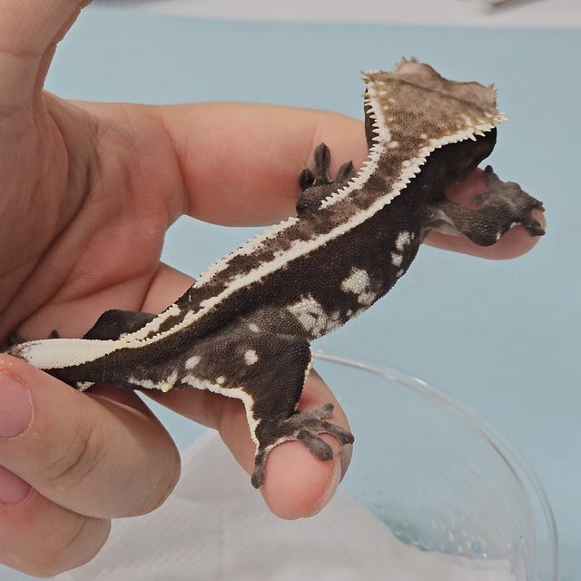 아잔틱 핀스트라이프 화이트스팟 쿼드