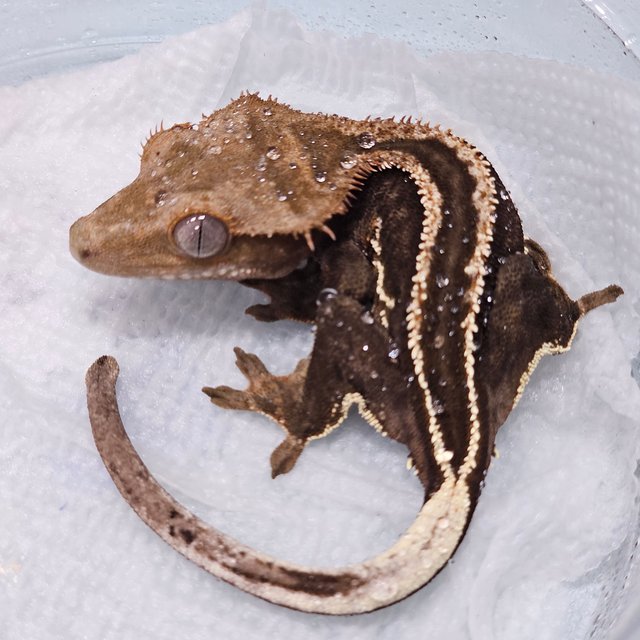 슈퍼스트라이프