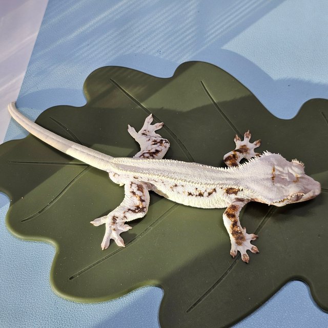 솔리드백 릴리화이트