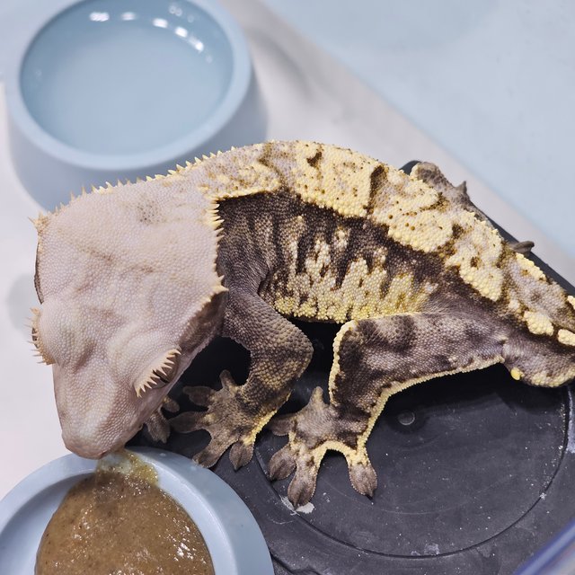 화이트스팟 카푸치노