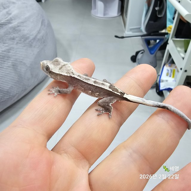 핀스트라이프 아잔틱