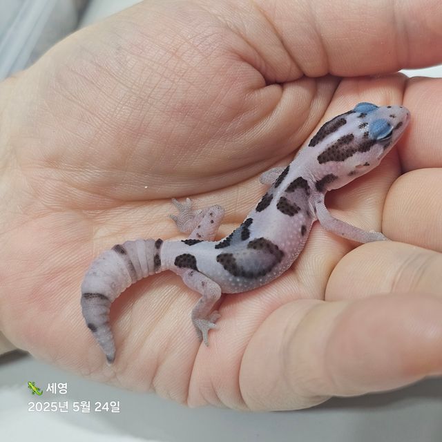 화이트아웃 오레오 헷 패턴리스