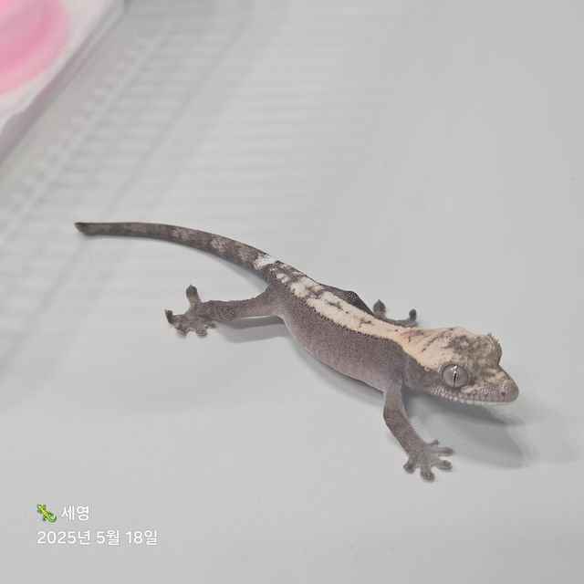슈퍼 세이블