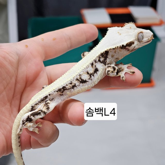 솔리드백 릴리화이트