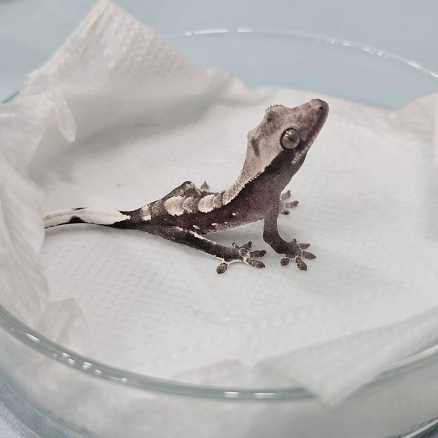 아잔틱