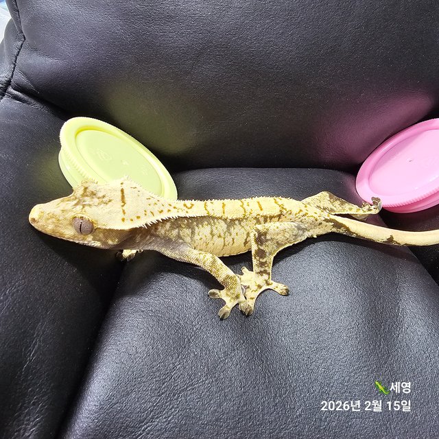 화이트스팟 트라이 노멀