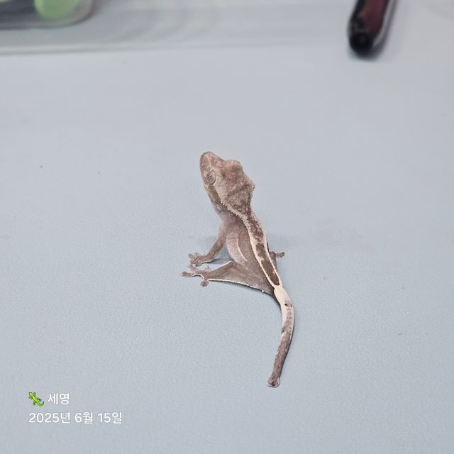 풀핀 아잔틱