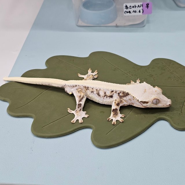 솔리드백 릴리화이트