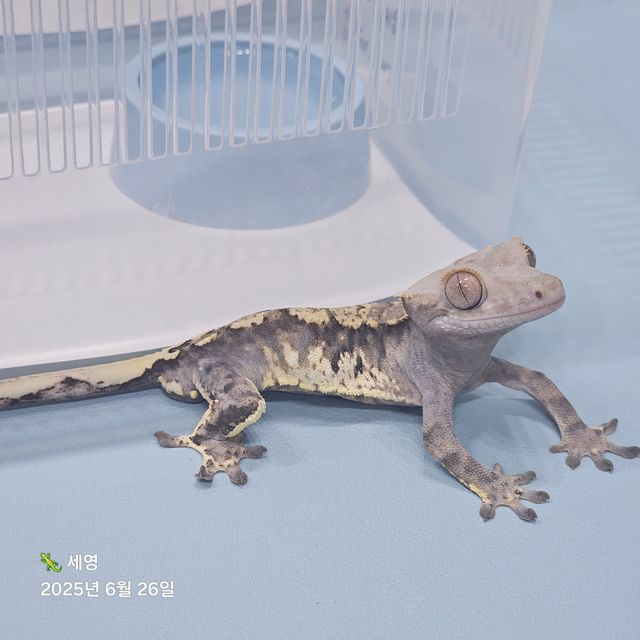 화이트스팟 카푸치노