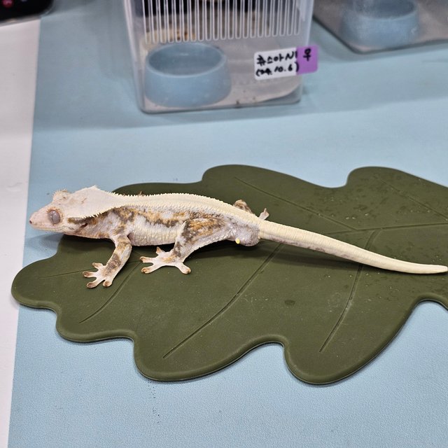 솔리드백 릴리화이트