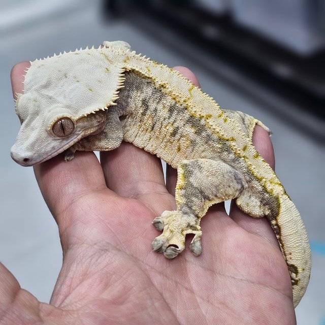 화이트스팟 트라이 노멀